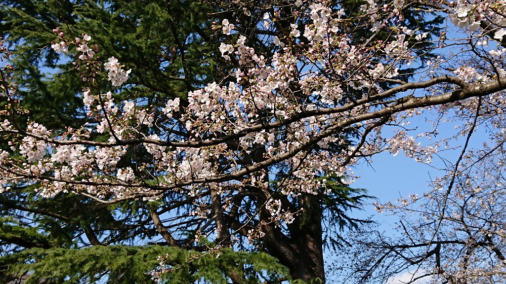 桜の季節が来ましたよ