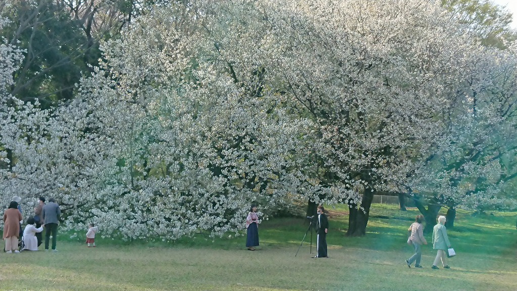 桜の季節が来ましたよ