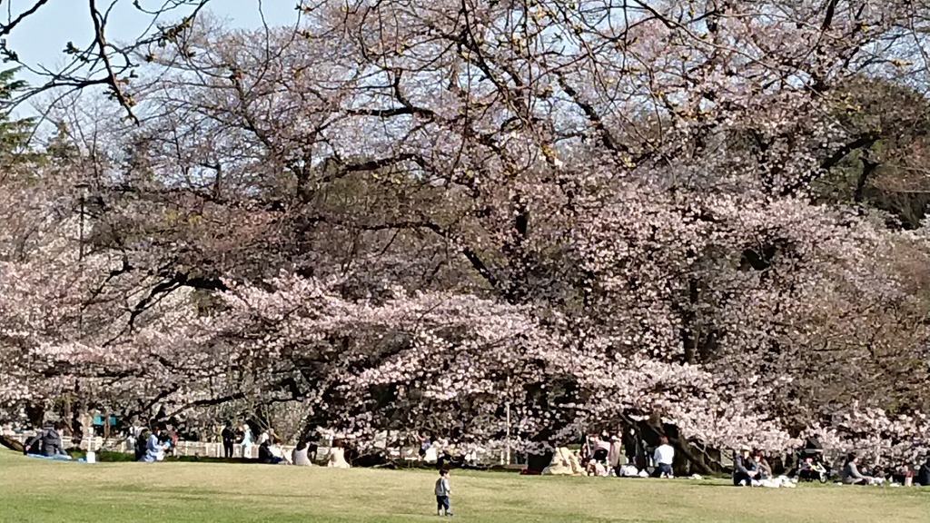 桜の季節が来ましたよ