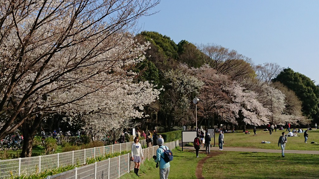 桜の季節が来ましたよ