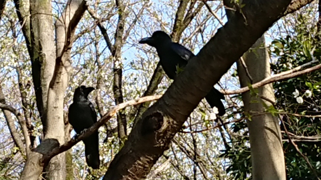 桜の季節が来ましたよ