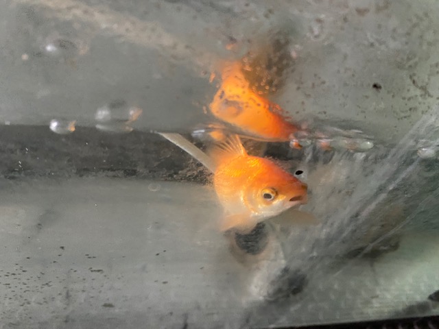 お久しぶりです(^^♪