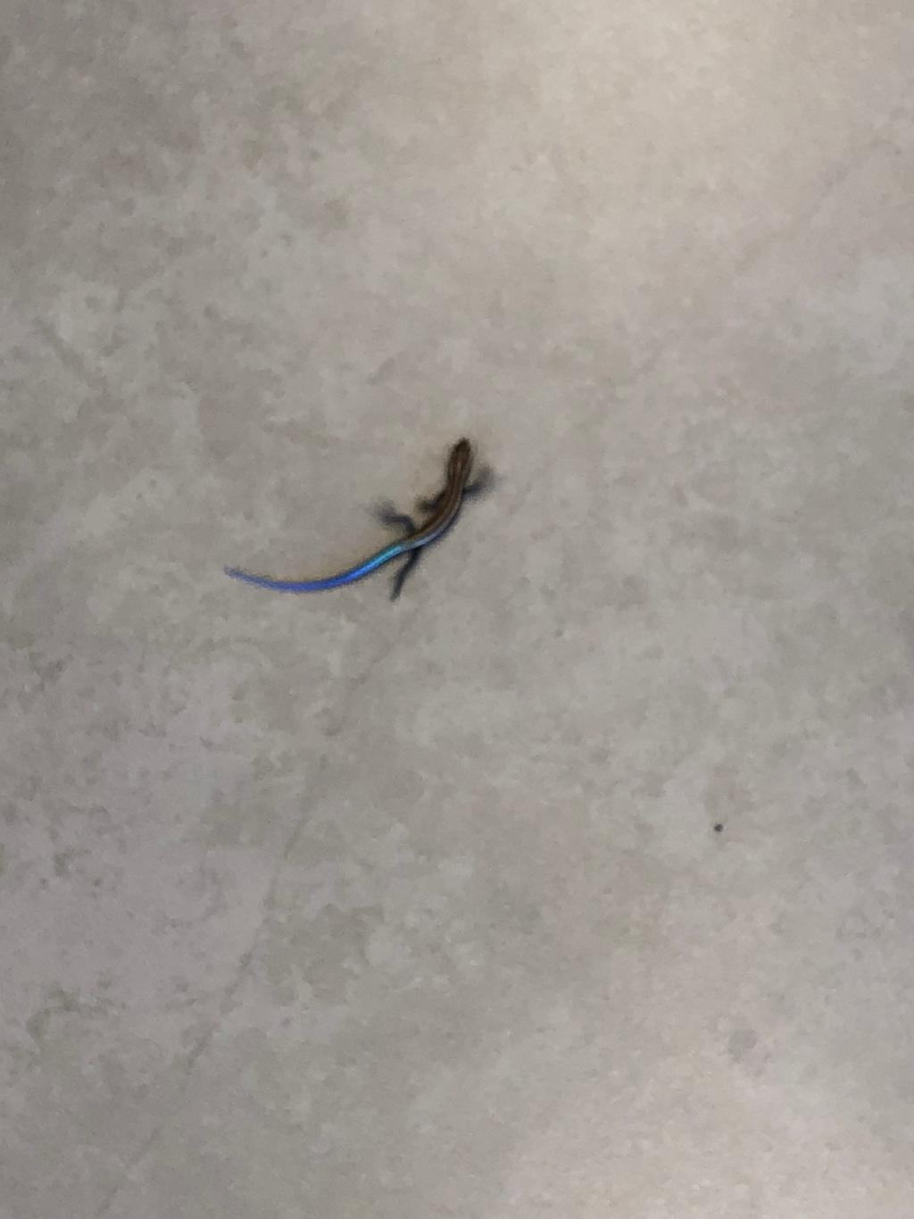 真夏の来訪者様。