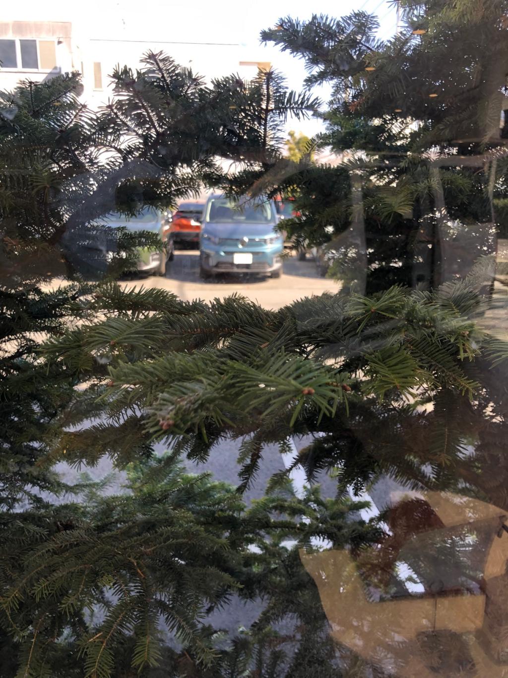 春一番、なのかしらん？