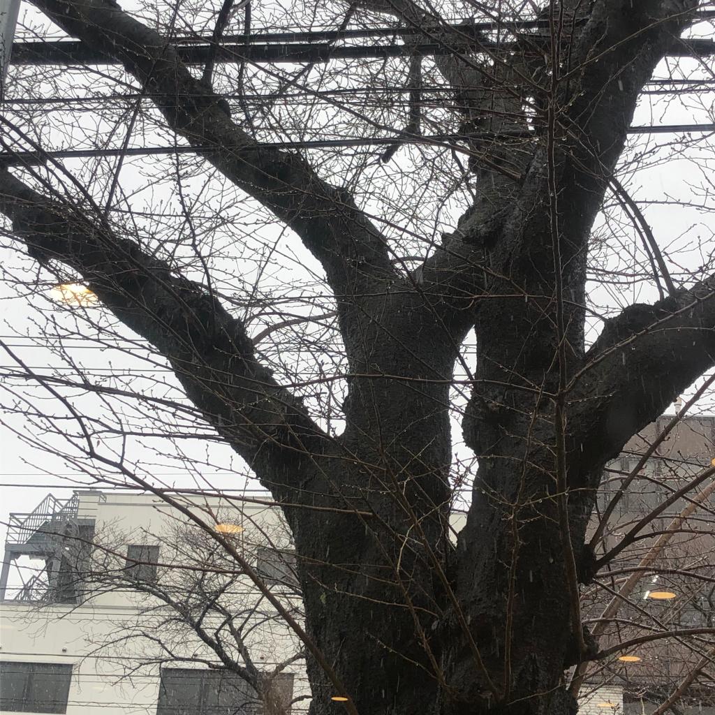 桜の花びら虎視眈々。